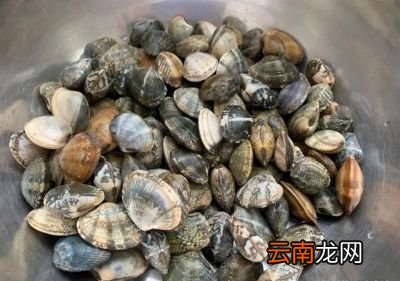 问题导读花蛤怎样炒最好要不要过水