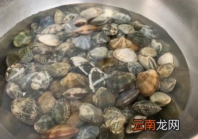 问题导读花蛤怎样炒最好要不要过水