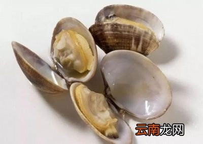 花蛤最经典的做法是辣炒花蛤当然要过水