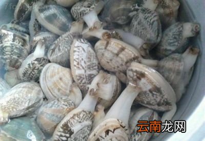 花蛤要不要过水