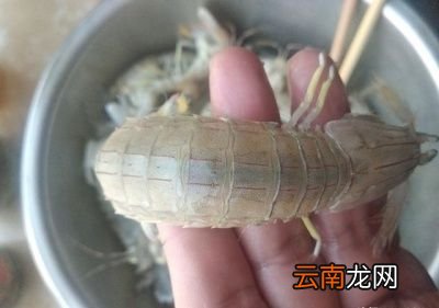 我最喜欢吃的几种海鲜