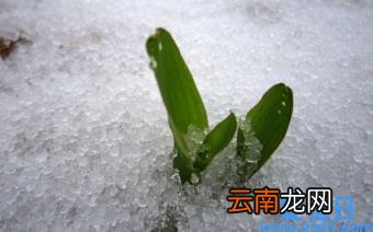 雪水怎么浇花 雪水浇花好不好