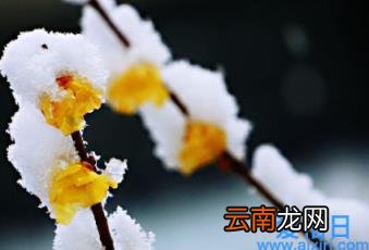 雪水怎么浇花 雪水浇花好不好