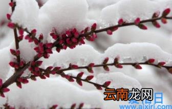 雪水怎么浇花 雪水浇花好不好