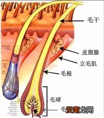 毛孔粗大的3大原因