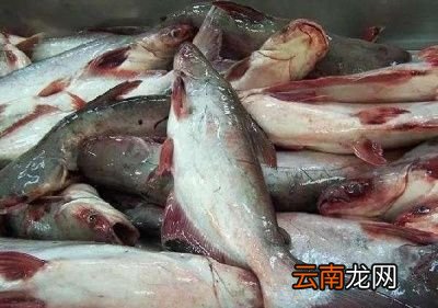 ~~[巴沙鱼腩的做法]~~