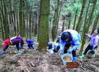 “种魔芋几年换一次地”比较好