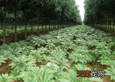 “种魔芋几年换一次地”比较好