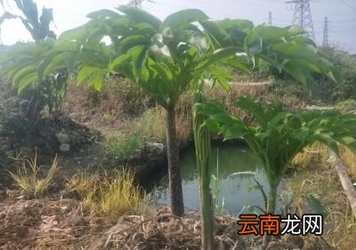“种魔芋几年换一次地”比较好