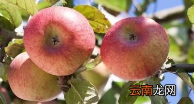 什么是血糖指数