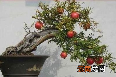 什么树和石榴一起种比较好