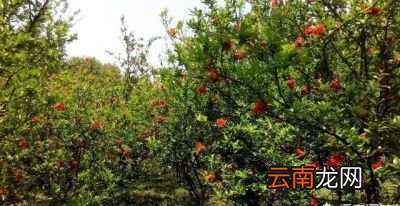 什么树和石榴一起种比较好