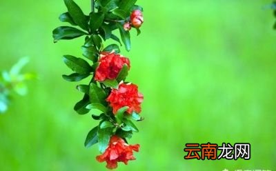 什么树和石榴一起种比较好