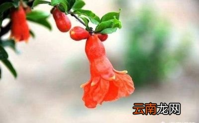 什么树和石榴一起种比较好