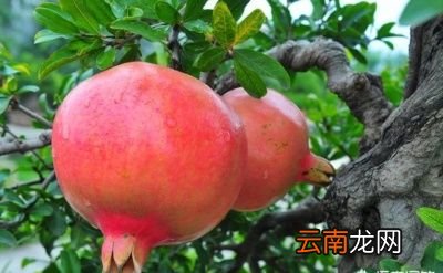 什么树和石榴一起种比较好