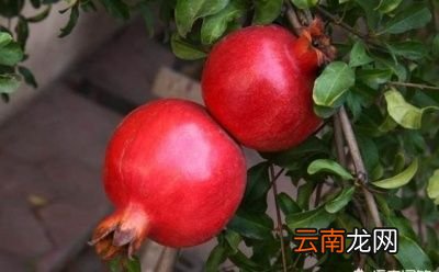 什么树和石榴一起种比较好