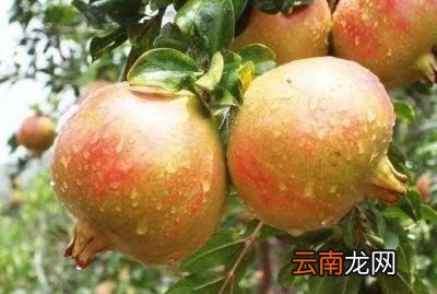 什么树和石榴一起种比较好