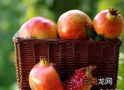 什么树和石榴一起种比较好