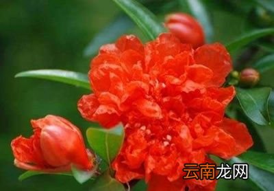 什么树和石榴一起种比较好