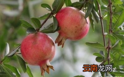 什么树和石榴一起种比较好