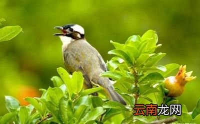 什么树和石榴一起种比较好
