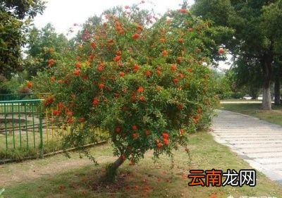 什么树和石榴一起种比较好