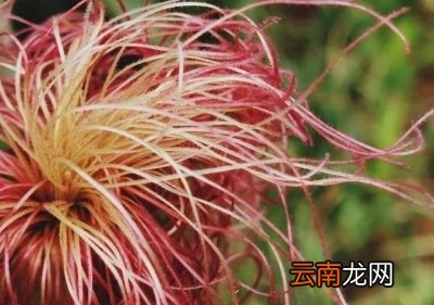喝药茶能降血压吗