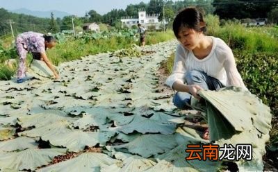 哪些茶可以降血压呢