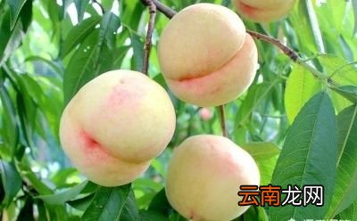 桃子酒好处多多