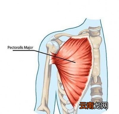 如何在家训练腹肌