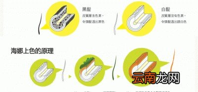 植物染发剂能把白发染黑吗