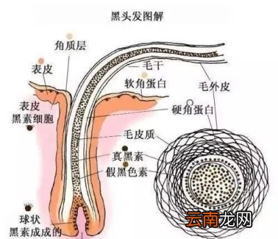 白头发和什么有关