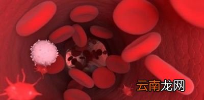金银花有什么作用呢