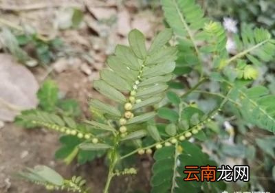 农村常见的珍珍草有什么作用
