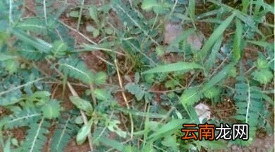 农村常见的珍珍草有什么作用
