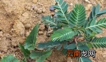 农村常见的珍珍草有什么作用