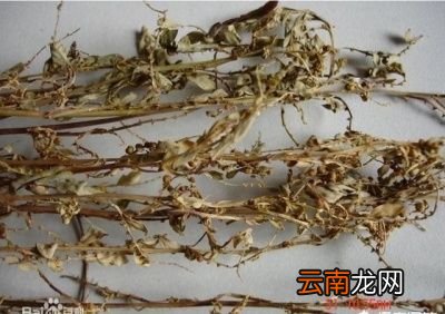 农村常见的珍珍草有什么作用