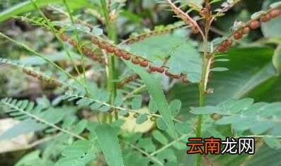 农村常见的珍珍草有什么作用