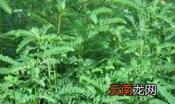 问题农村常见的珍珠草有什么作用