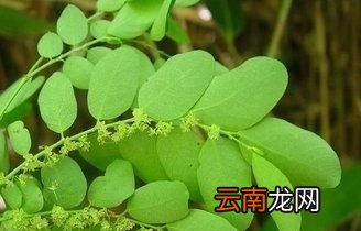 问题农村常见的珍珠草有什么作用