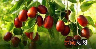 大枣为什么一煮就有一层白色的东西