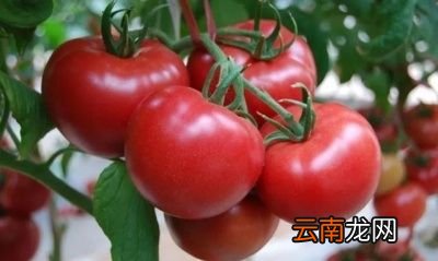 生吃西红柿的好处是什么如何生吃西红柿最营养
