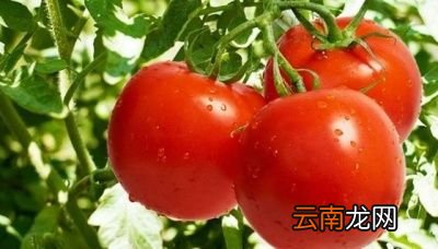 生吃西红柿对身体有多种好处