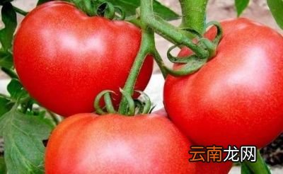 生吃西红柿对身体有多种好处