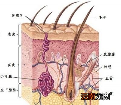 出汗有什么好处