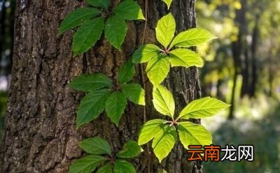 “立秋后天气还会炎热吗”