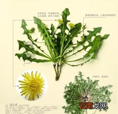 喝蒲公英水有哪些禁忌症呢