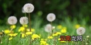 喝蒲公英水有哪些禁忌症呢