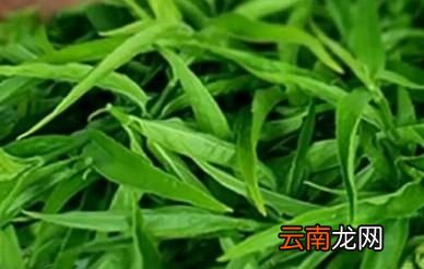 年底将至一杯蒲公英水有三大好处