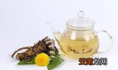年底将至一杯蒲公英水有三大好处